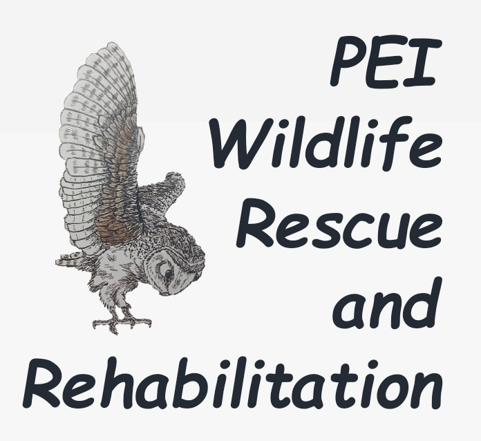 Screenshot_20221214-205330_LogoMaker